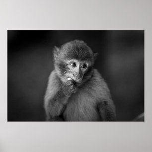 SHALLOW FOCUS PHOTOGRAPHY OF BLACK MONKEY POSTER
