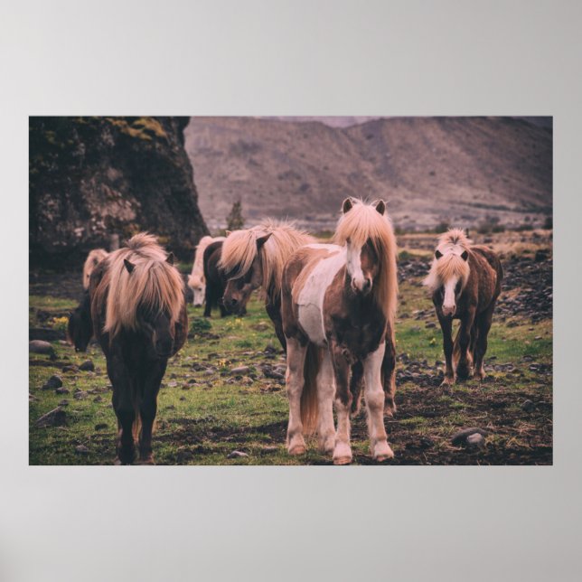 SHALLOW FOCUS PHOTOGRAPHY OF HORSES POSTER (Front)