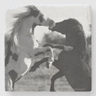 Shaman, wild Medicine Hat stallion- Coaster