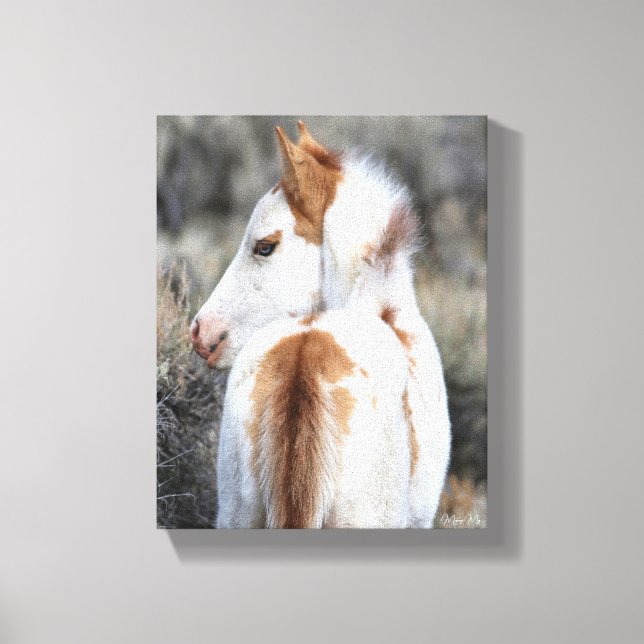 Shaman's Little Filly Wrapped Canvas Image (Front)