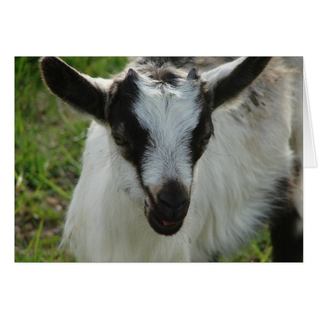 Shamrock (Front Horizontal)