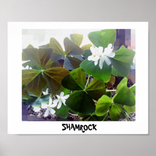 SHAMROCK  poster