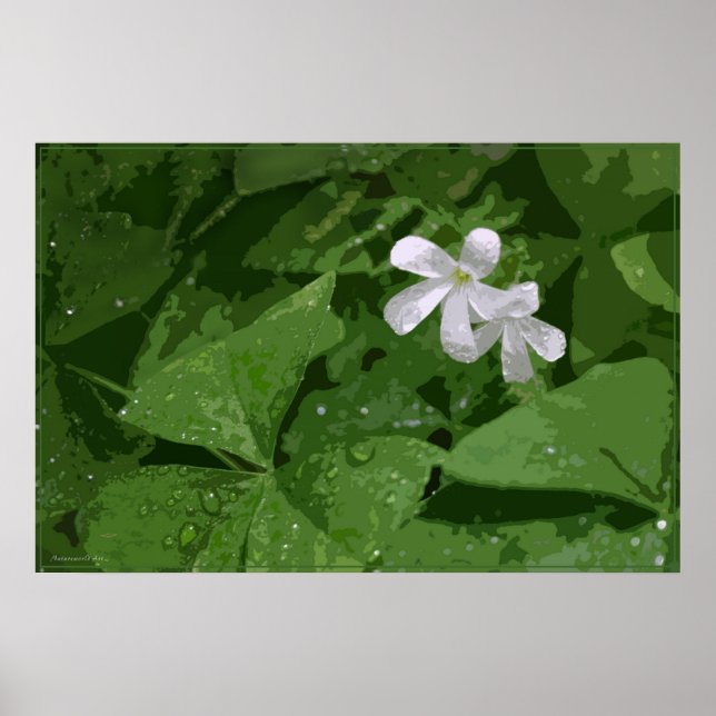 Shamrock Poster without Text -36x24 -or smaller (Front)