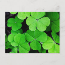 Shamrock St Patricks Day