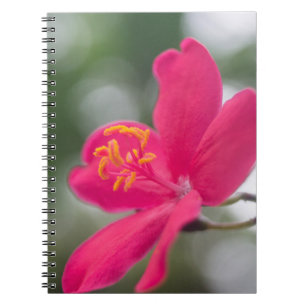 Shanghai Beauty Notebook