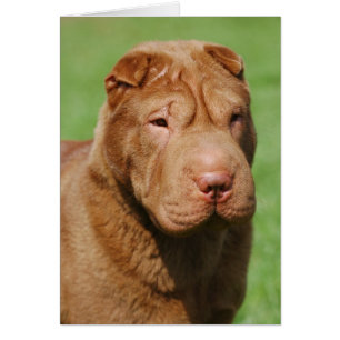 Shar Pei