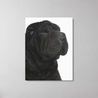 Shar Pei (1 year old) close-up Canvas Print