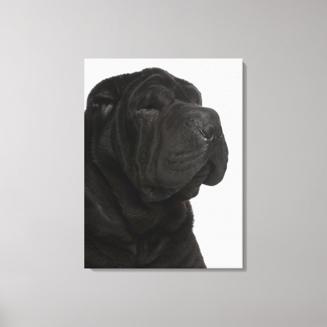 Shar Pei (1 year old) close-up Canvas Print (Front)