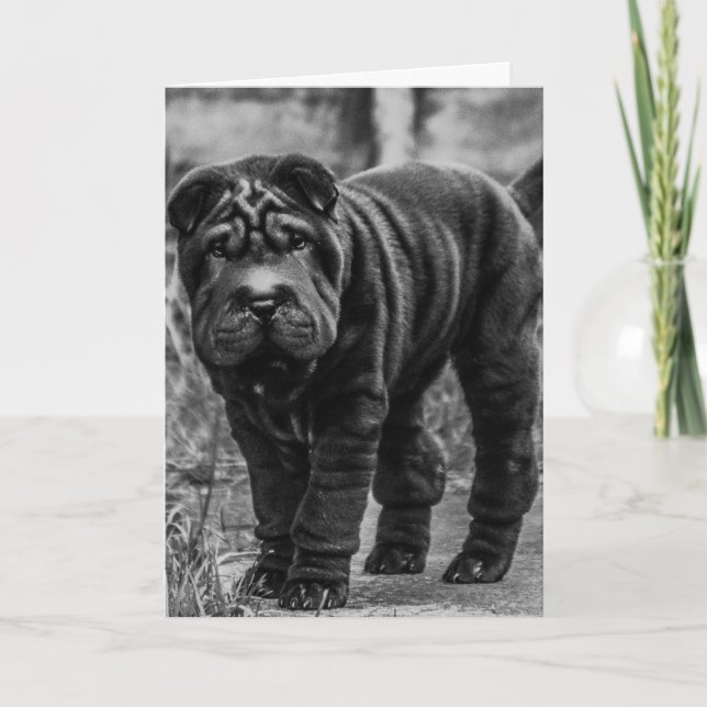 SHAR PEI DOG CUTE BIRTHDAY CARD (Front)