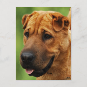 Shar Pei Dog Postcard