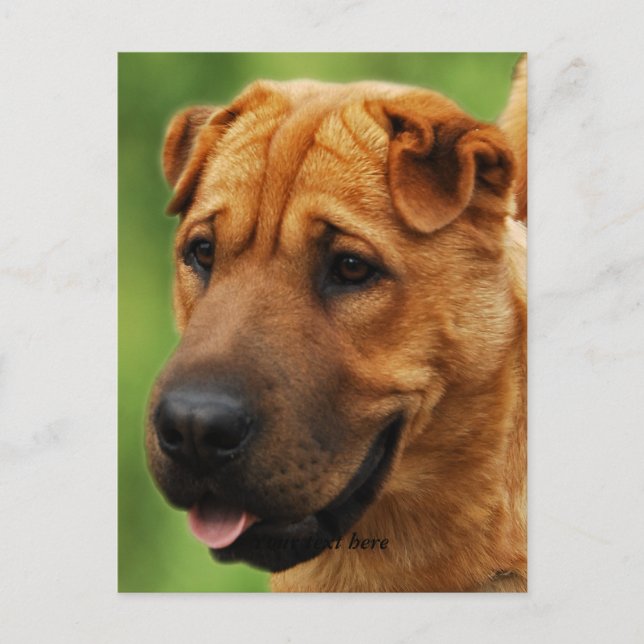 Shar Pei Dog Postcard (Front)