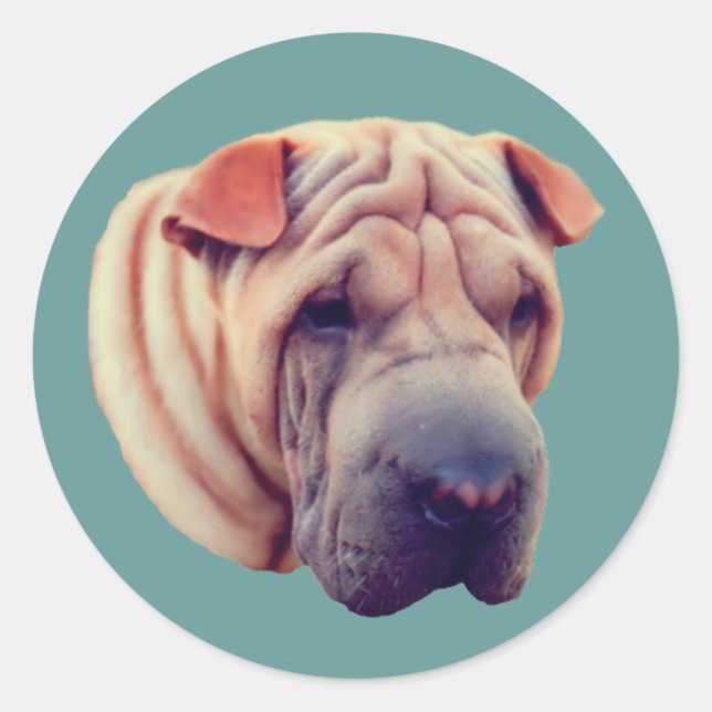 Shar Pei Face Dog Classic Round Sticker (Front)