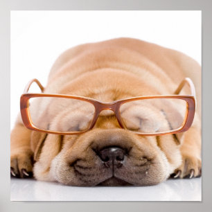 Shar Pei Poster