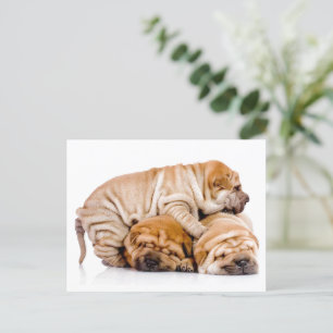 Shar Pei Puppies Postcard