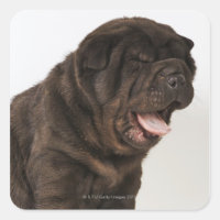 Shar Pei puppy yawning, studio shot