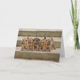 Shar-Pei pups 5 in a row card