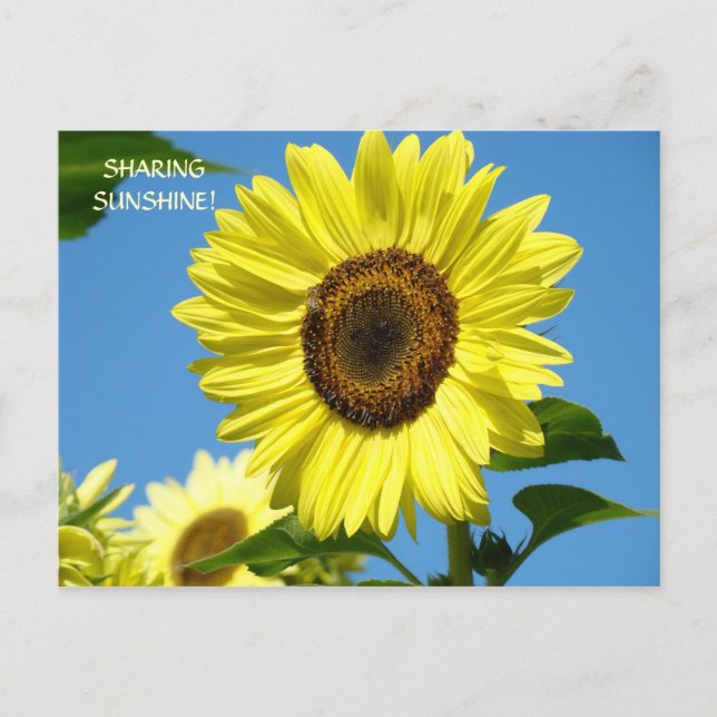 SHARING SUNSHINE Sunflower Post Cards Sun Flowers (Front)
