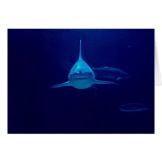 Shark