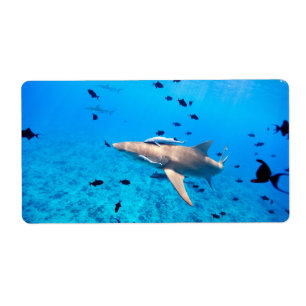Shark
