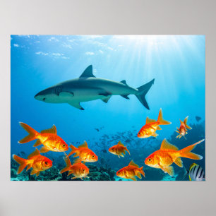 Shark among gold fishes poster