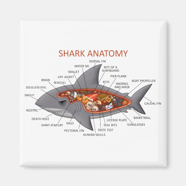 Shark Anatomy Magnet (Front)