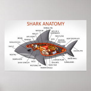 Shark Anatomy Poster