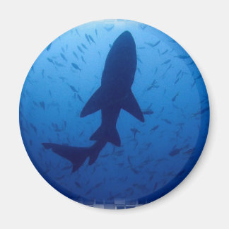 Shark Attack Magnet