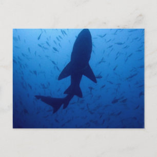 Shark Attack Postcard