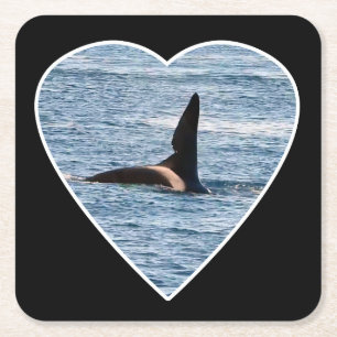 Shark Bite Fin of "John Coe" Orca Coaster