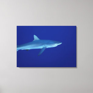 Shark Canvas Print