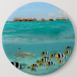 Shark chasing fishes, Bora Bora lagoon button