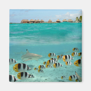 Shark chasing fishes in Bora Bora lagoon magnet
