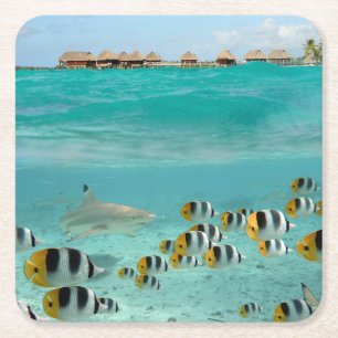 Shark chasing fishes in the Bora Bora sea coaster