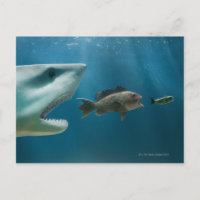 Shark chasing sea bass chasing juvenile