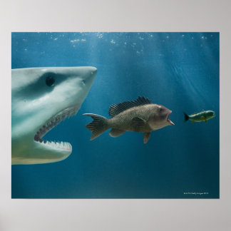 Shark chasing sea bass chasing juvenile poster