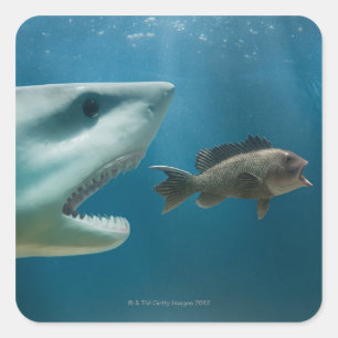 Shark chasing sea bass chasing juvenile square sticker