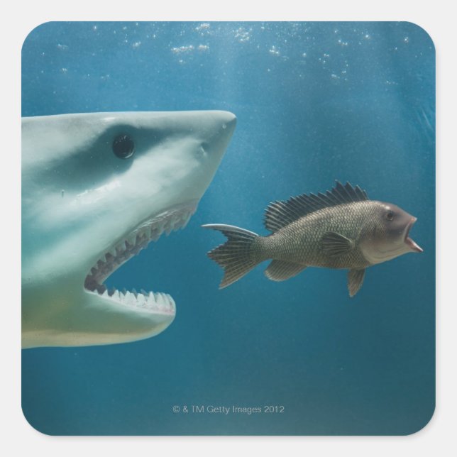 Shark chasing sea bass chasing juvenile square sticker (Front)