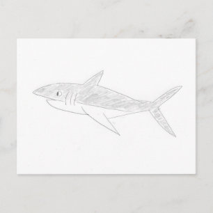 Shark Drawing Postcard