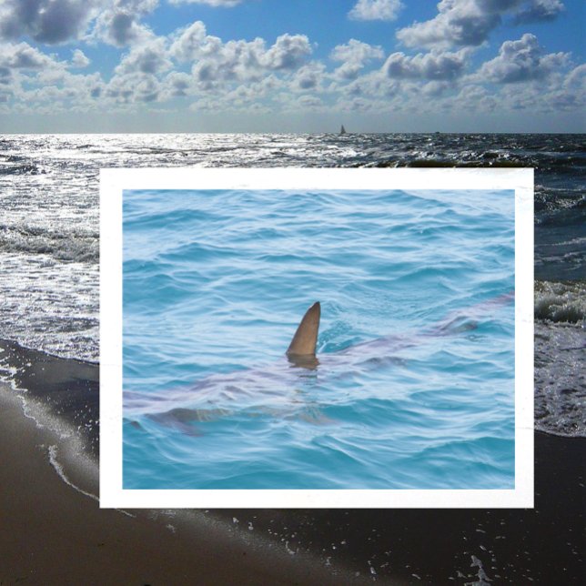 Shark Fin out of Water Postcard (Creator Uploaded)
