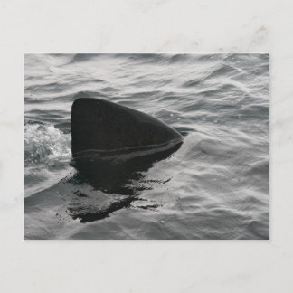 Shark Fin Postcard