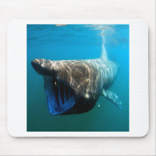 Shark Fish Ocean Tropical Ocean Destiny Gifts Mouse Pad
