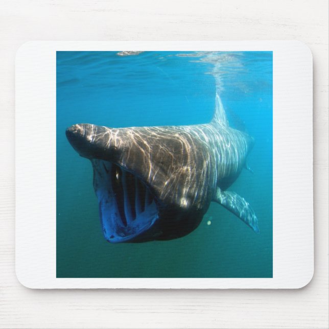 Shark Fish Ocean Tropical Ocean Destiny Gifts Mouse Pad (Front)