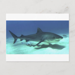 Shark Fish Ocean Tropical Ocean Destiny Gifts Postcard