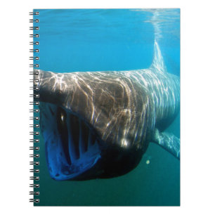 Shark Fish Ocean Tropical Ocean Destiny Gifts Spiral Notebook
