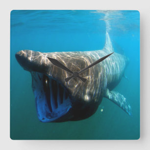 Shark Fish Ocean Tropical Ocean Destiny Gifts Square Wall Clock