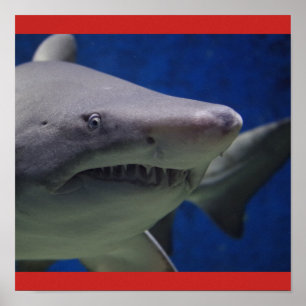Shark Fish Swim Guy Gal Personalise Destiny'S Poster
