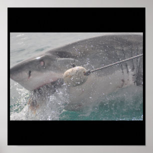 Shark Fish Water Splash Swim Grey Grey Guy Gal Poster