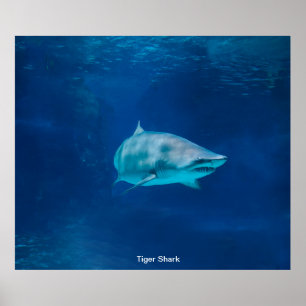 Shark image for Poster