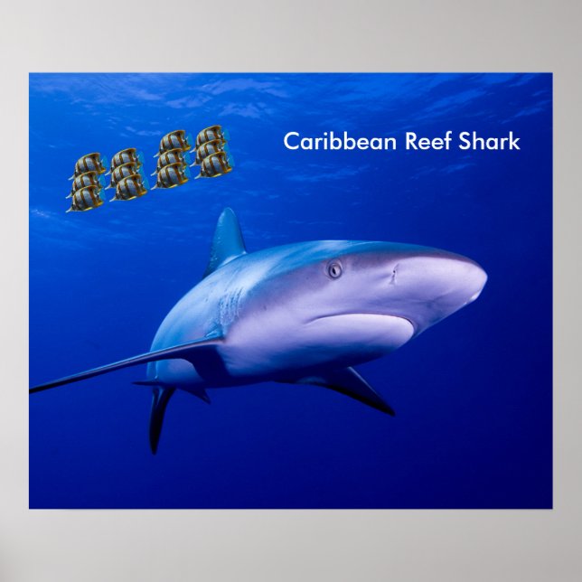 Shark image for poster (Front)