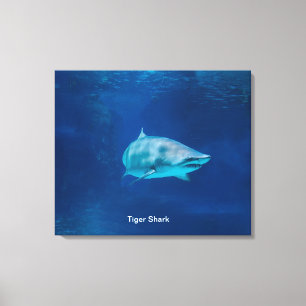 Shark image for Stretched Canvas Print